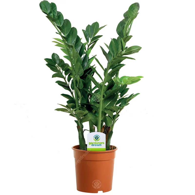 247plants4074580