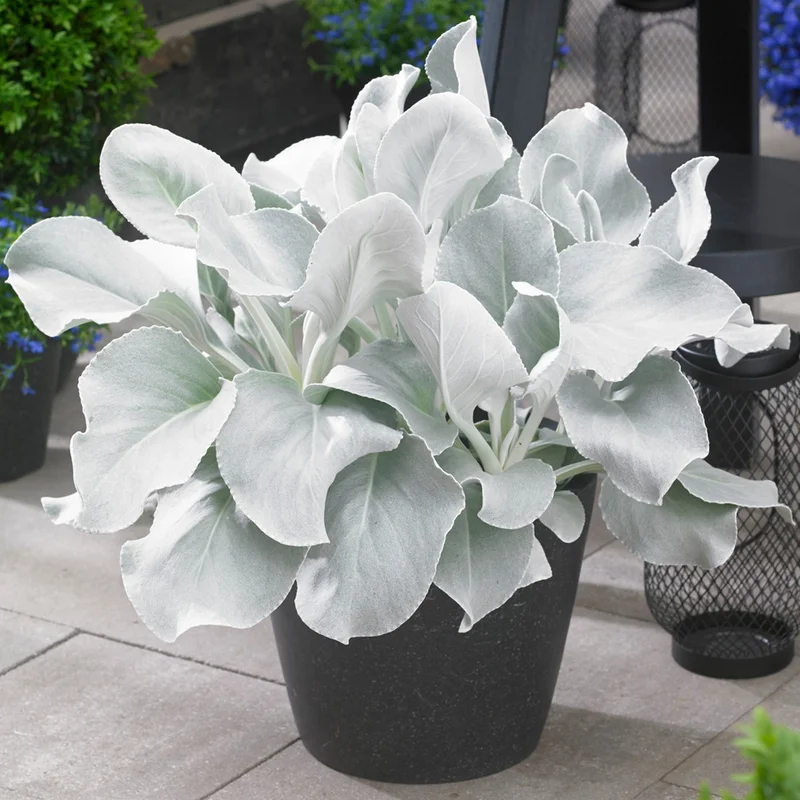 247plants4074654