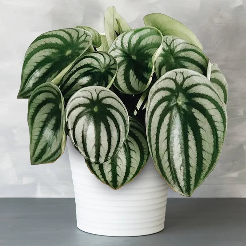247plants4074786