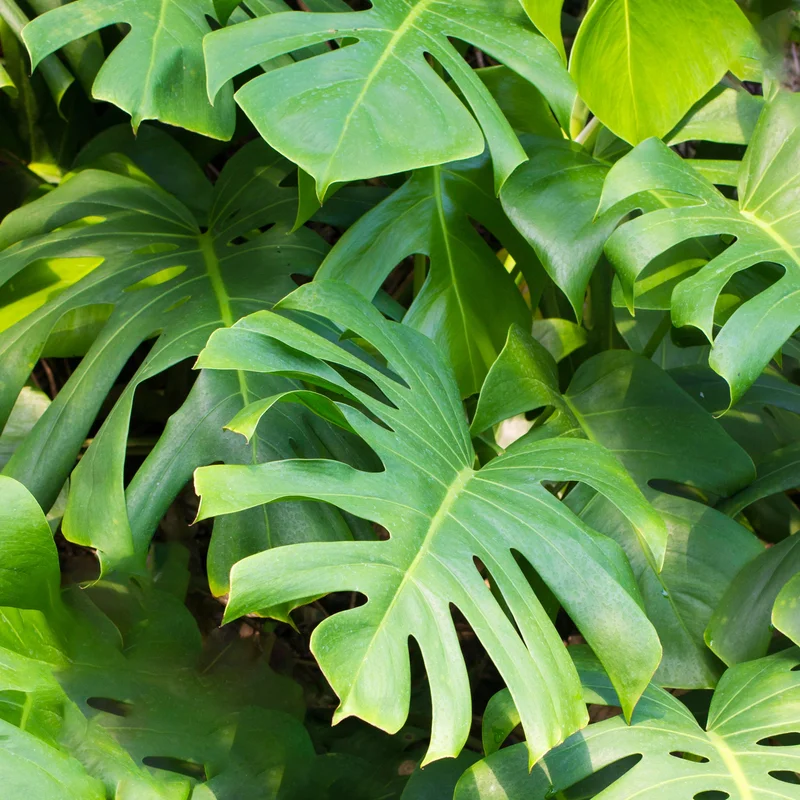 247plants4074953