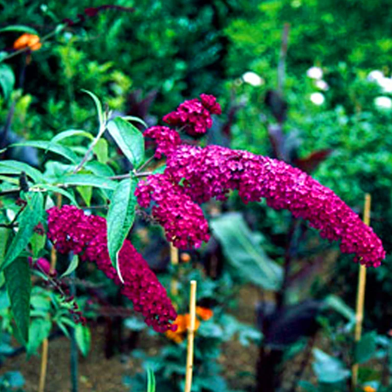 247plants4075210