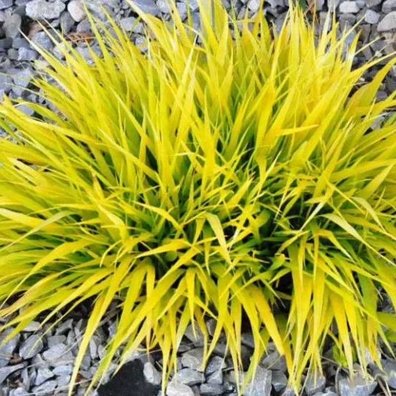 247plants4076509