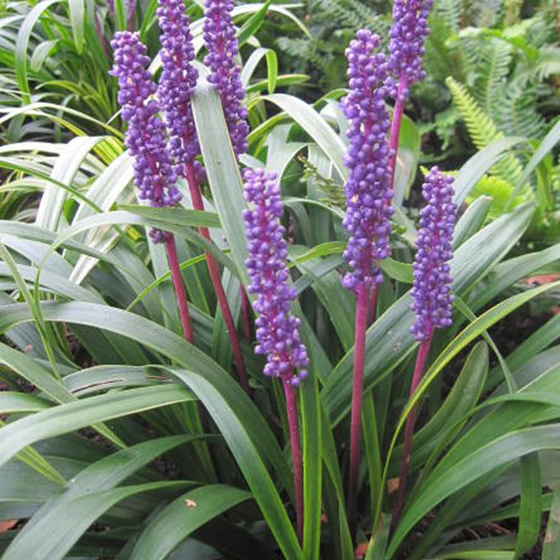 247plants4076621