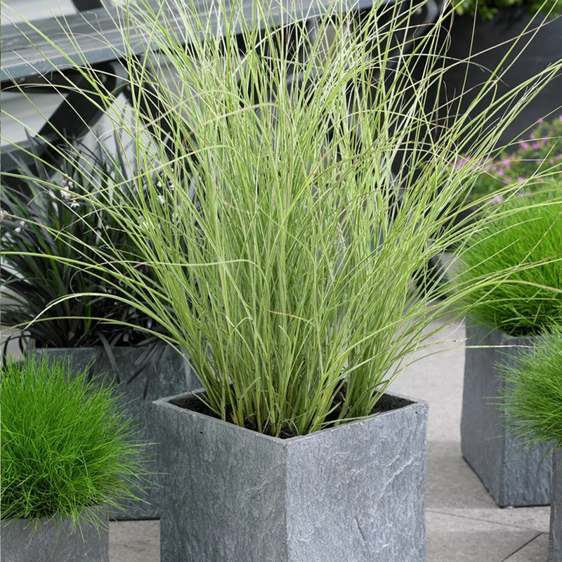 247plants4076713