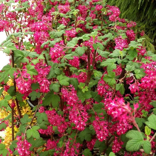 247plants4076734