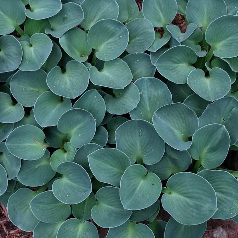 247plants4077224