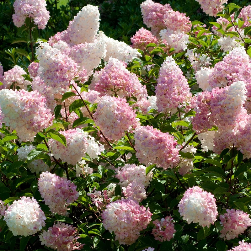 247plants4077960