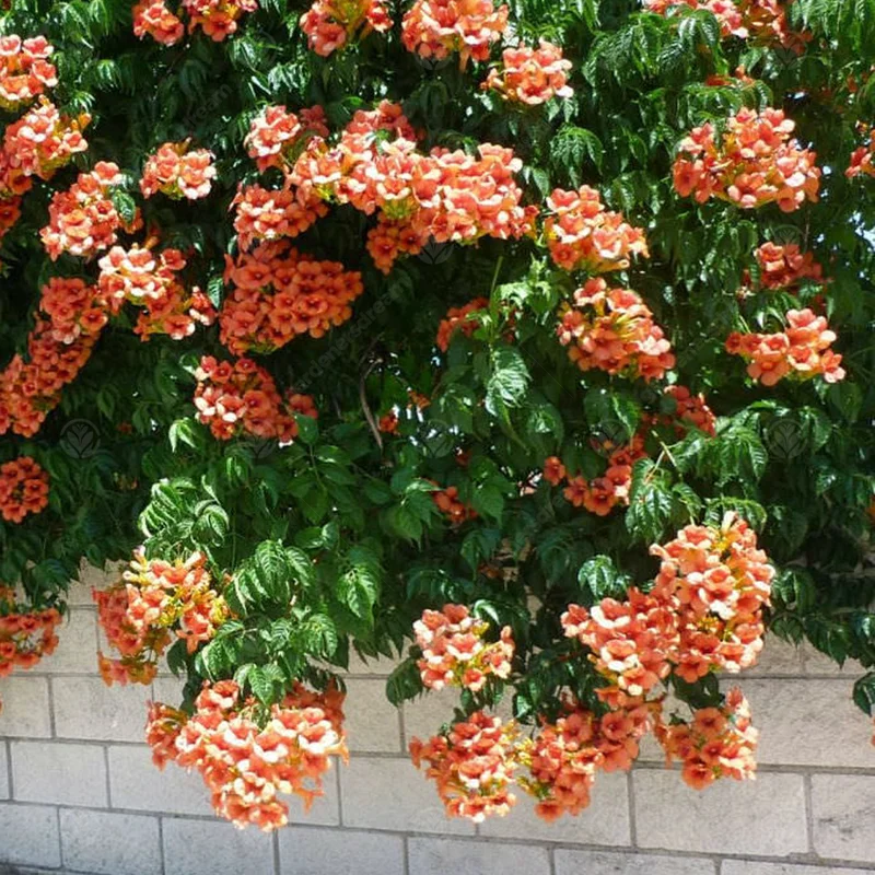 247plants4080705
