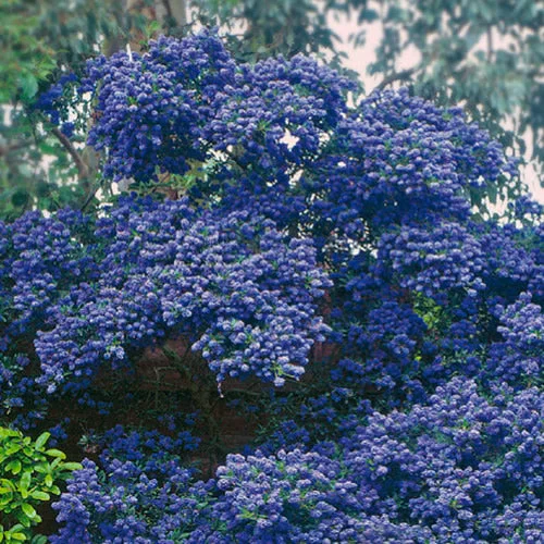 247plants4080728