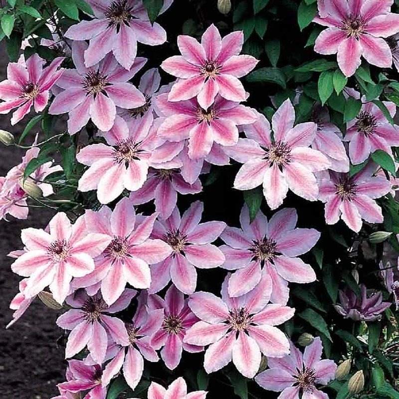247plants4080869