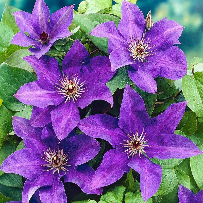 247plants4081029