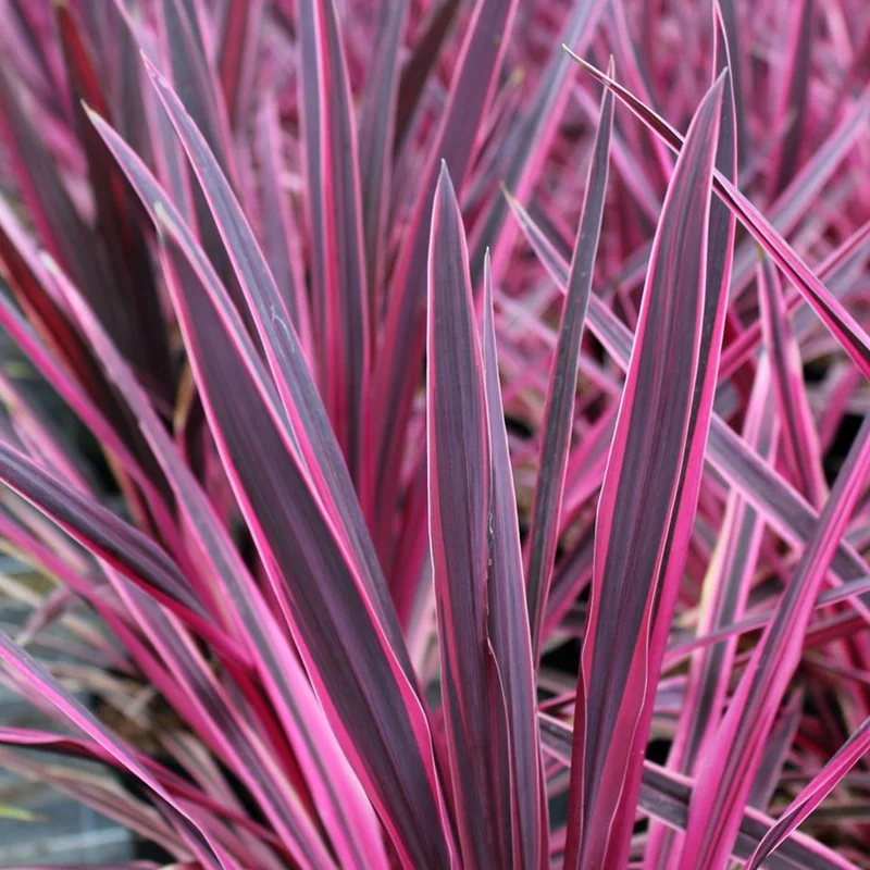 247plants4081275
