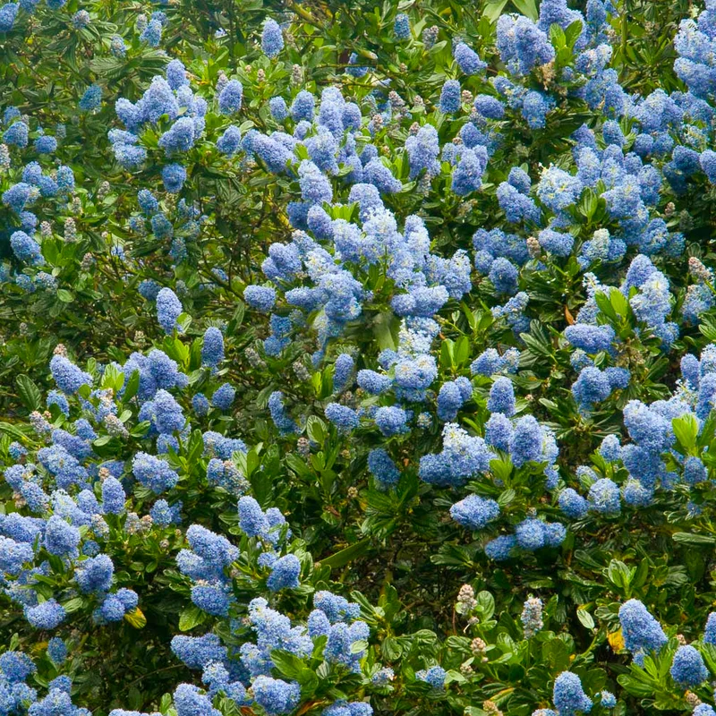 247plants4081727