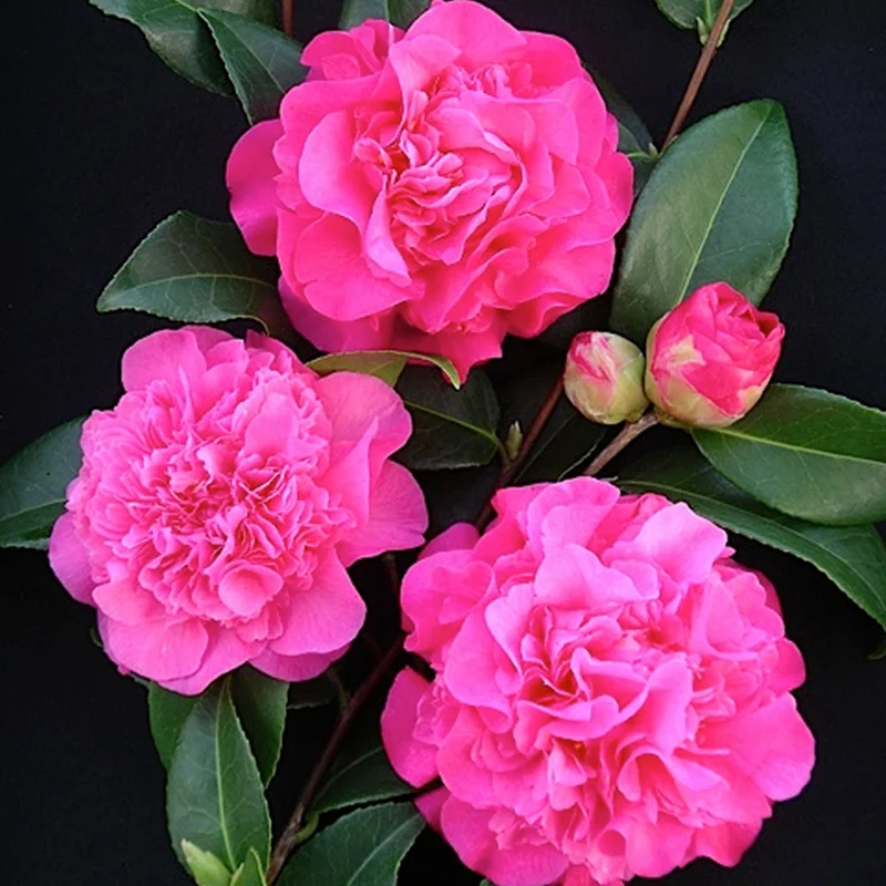 247plants4081787