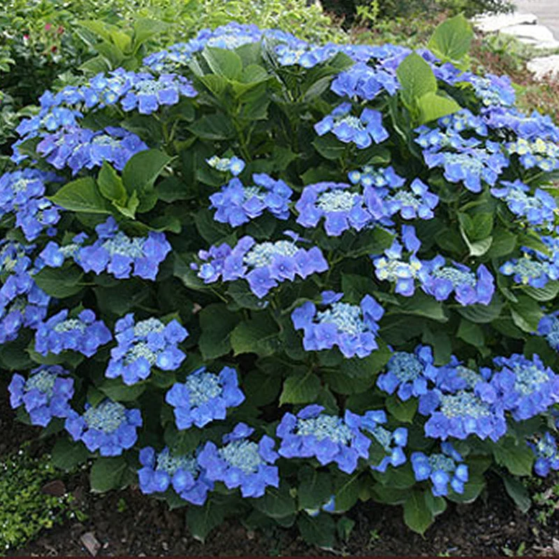 247plants4081850