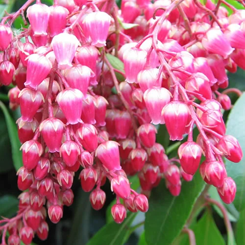 247plants4081887