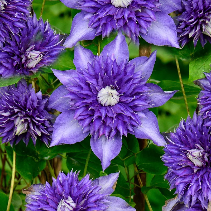 247plants4082027
