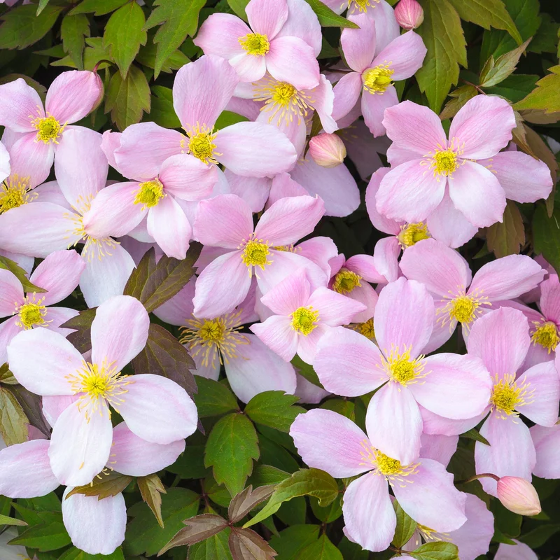 247plants4082126