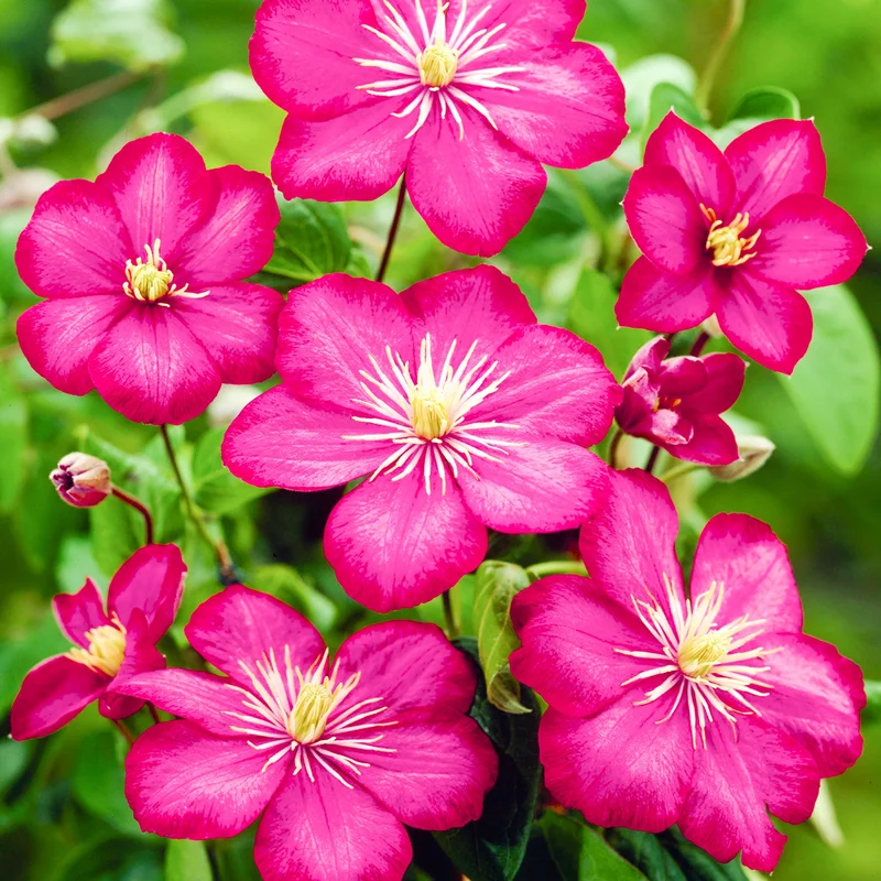 247plants4082183