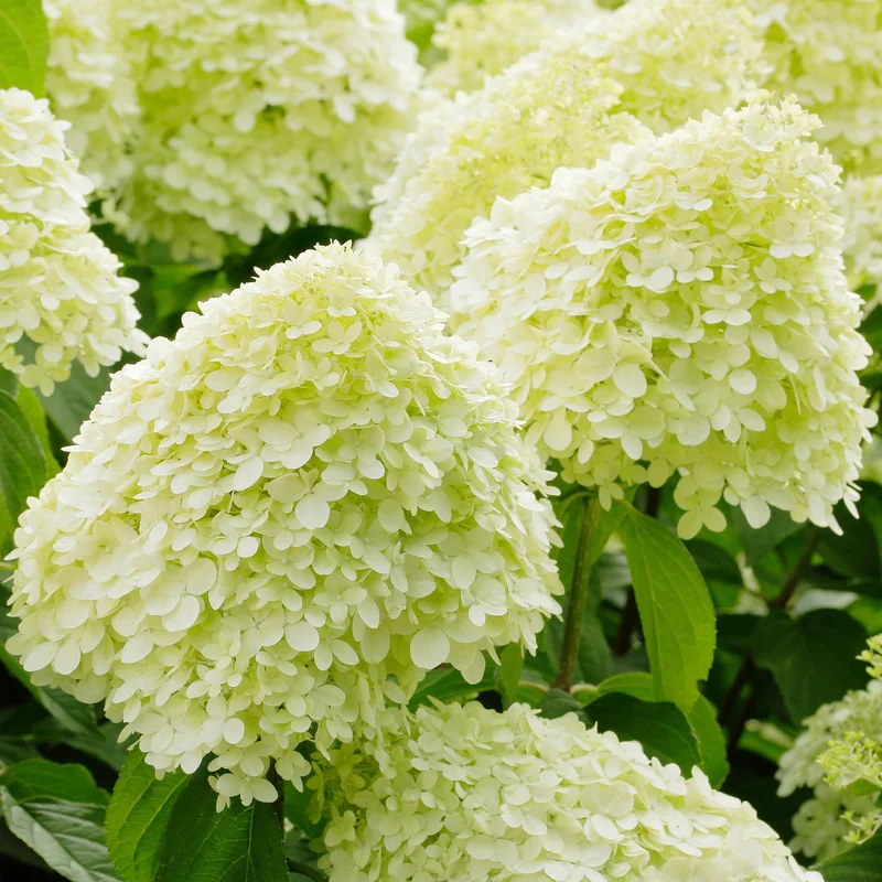 247plants4082326