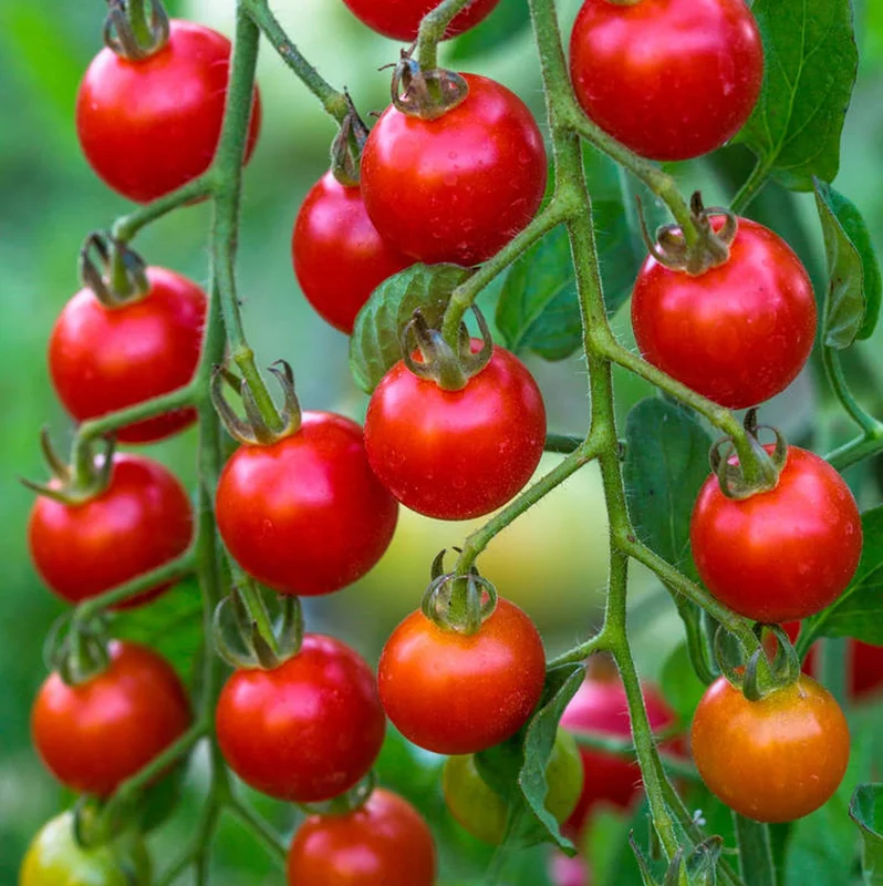 247plants4084061