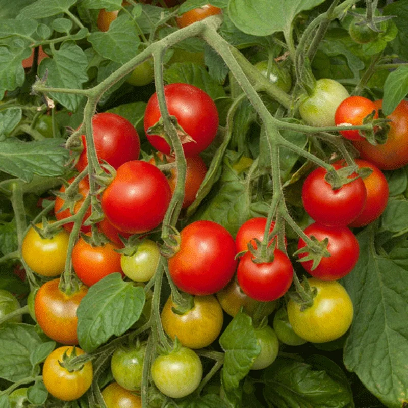 247plants4084153