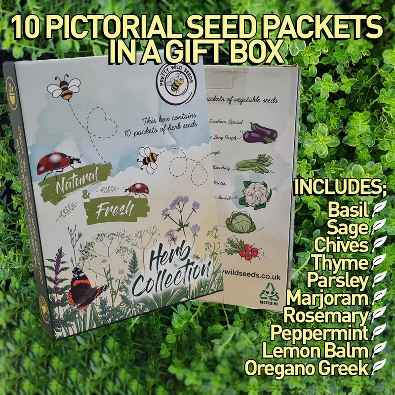 budgetseeds2932843