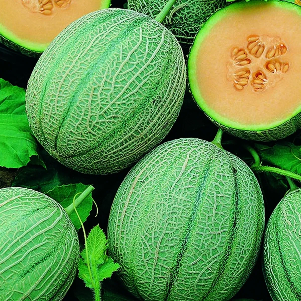 budgetseeds2933365