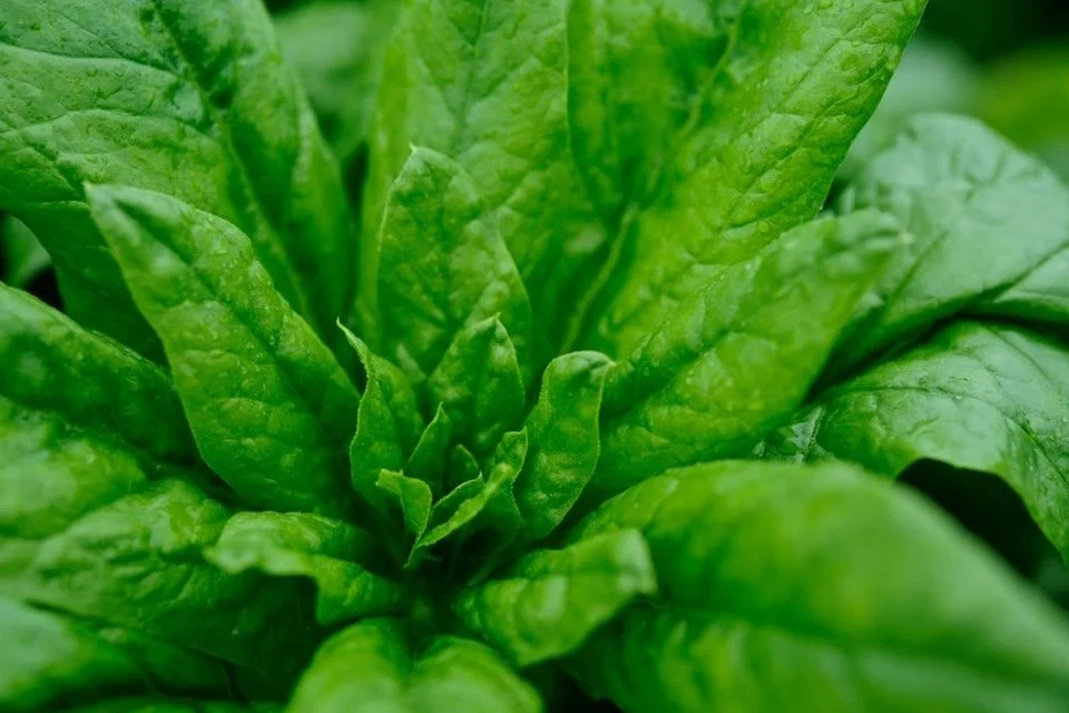 budgetseeds2933384