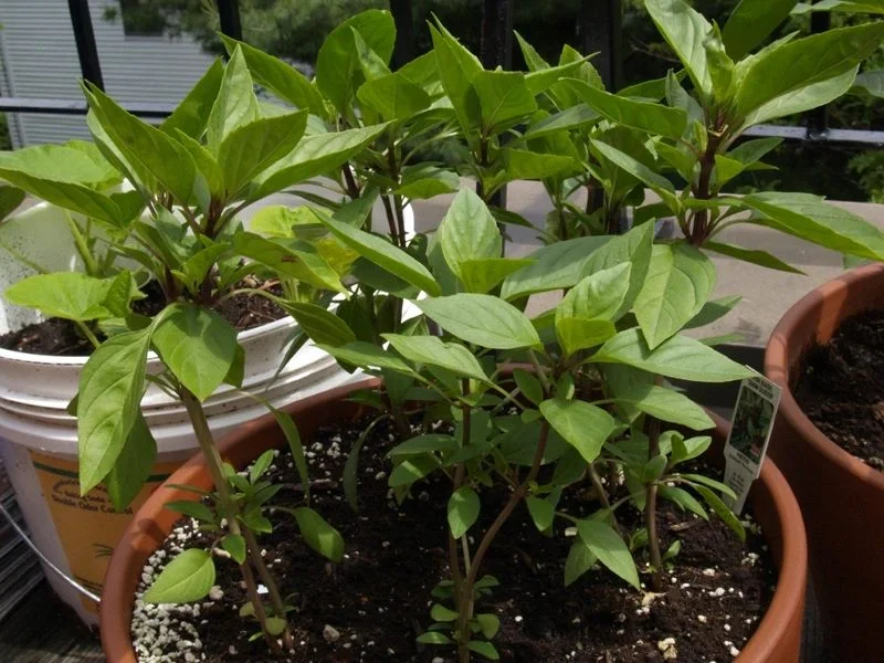 budgetseeds2933456