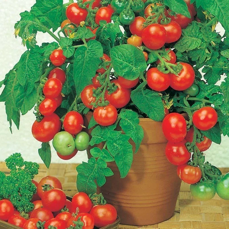 budgetseeds2933478