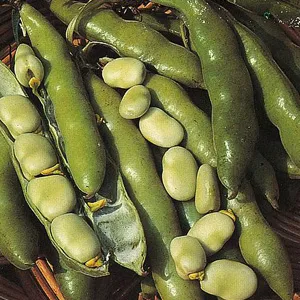 budgetseeds2934275