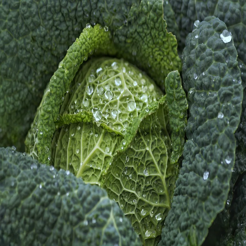 budgetseeds2934289