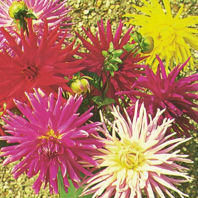 budgetseeds2934386