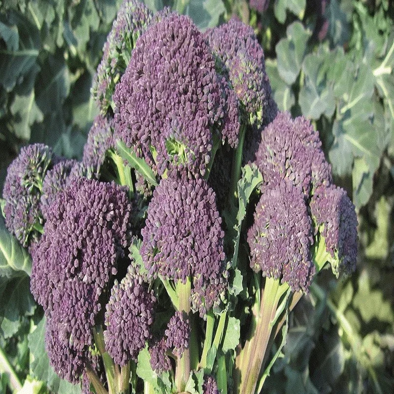 budgetseeds2934405
