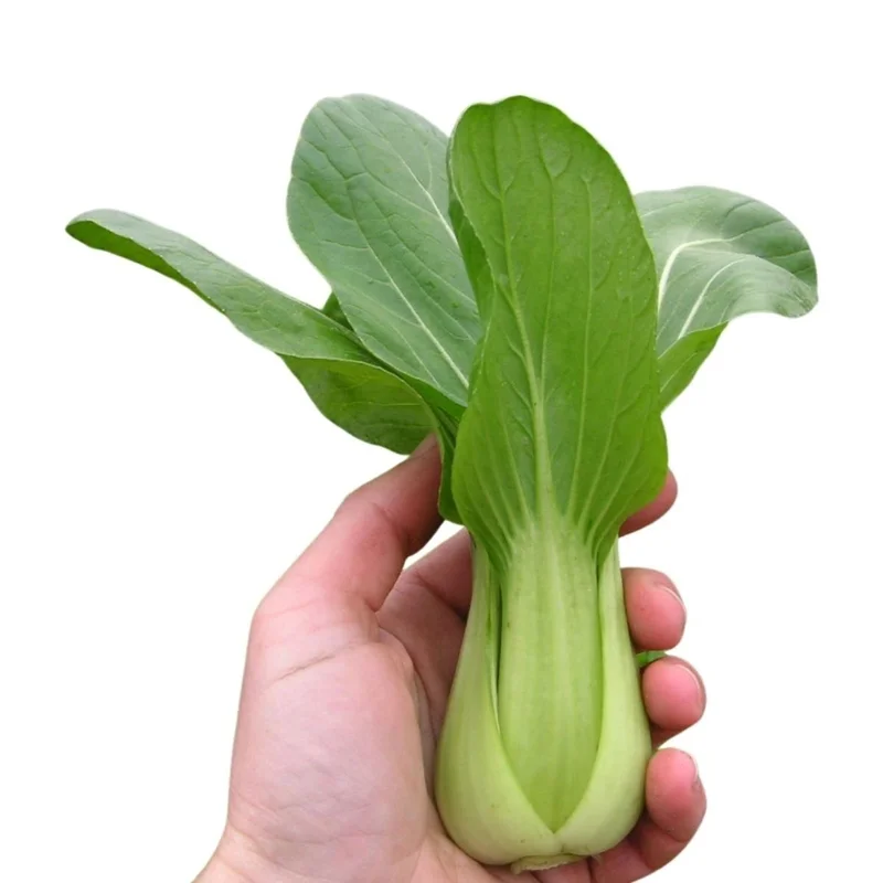 budgetseeds2934840
