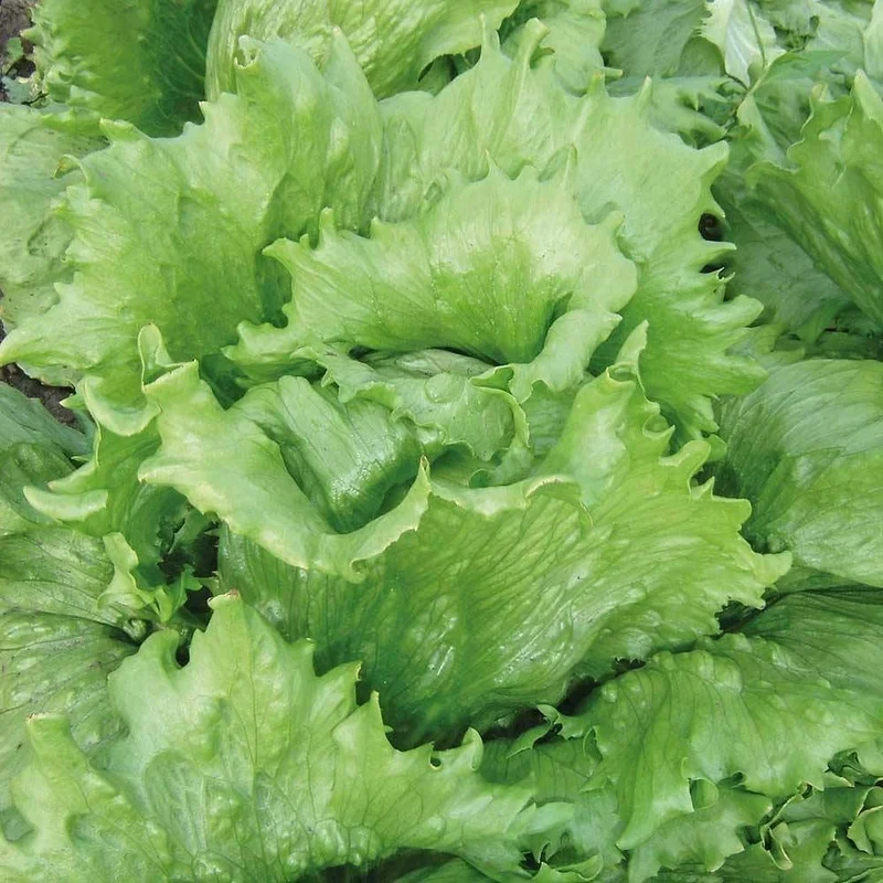 budgetseeds2934857