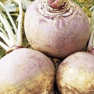 budgetseeds2934877