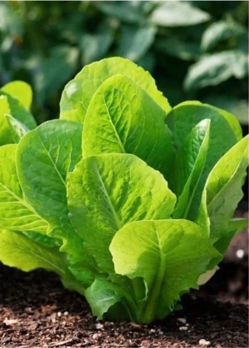 budgetseeds2934914