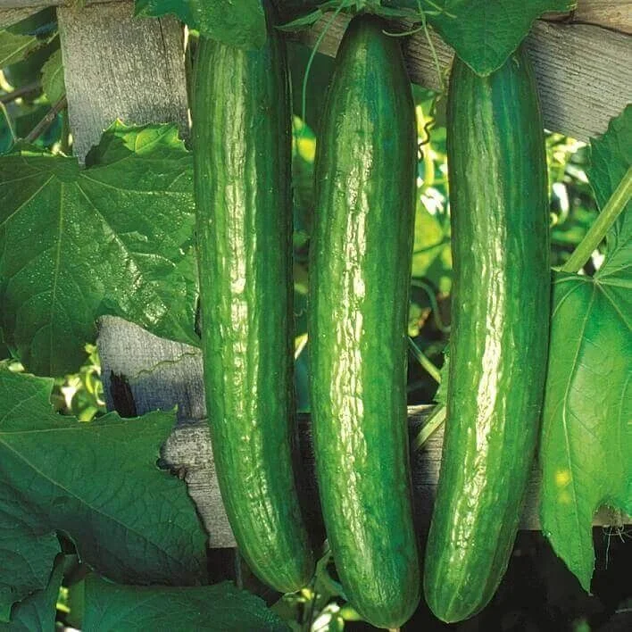 budgetseeds2934978