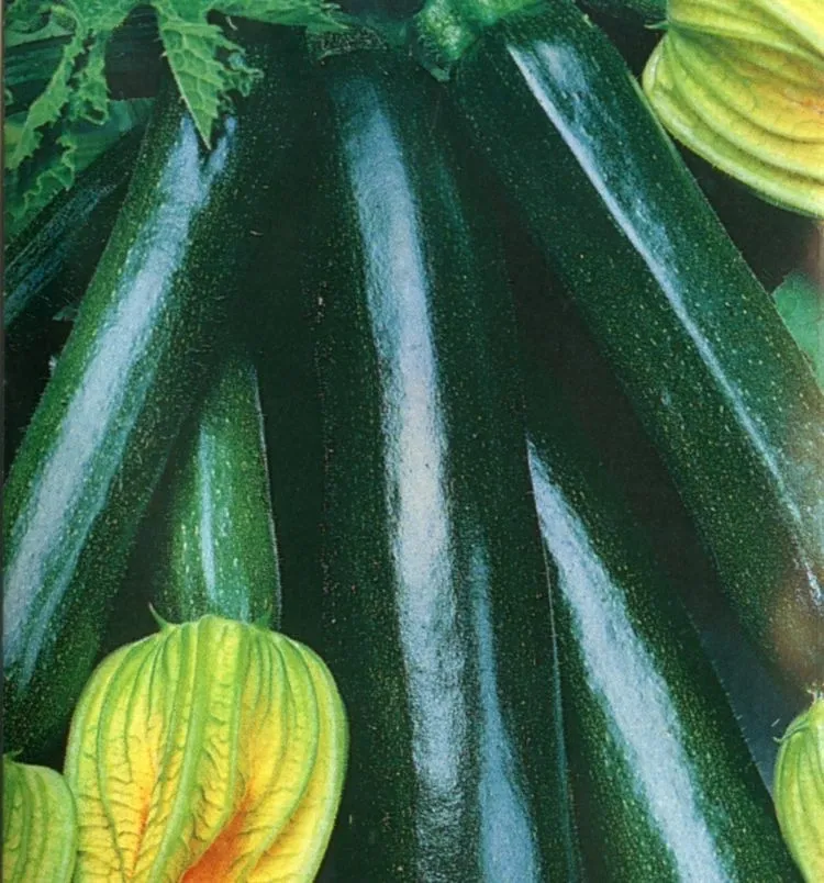 budgetseeds2935046