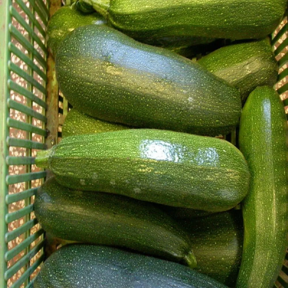 budgetseeds2935312