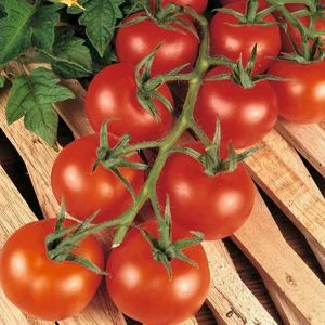 budgetseeds2935542