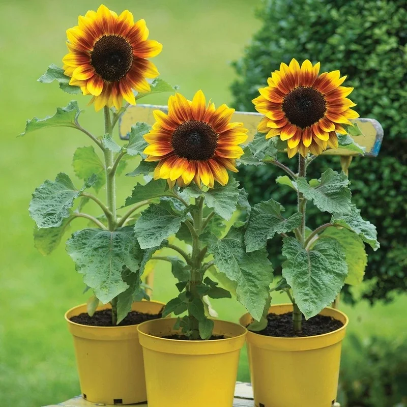 budgetseeds2935591