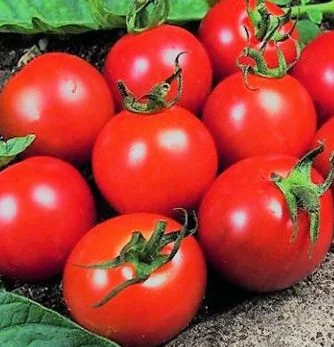 budgetseeds2935621