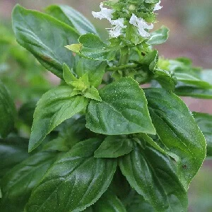budgetseeds2935792