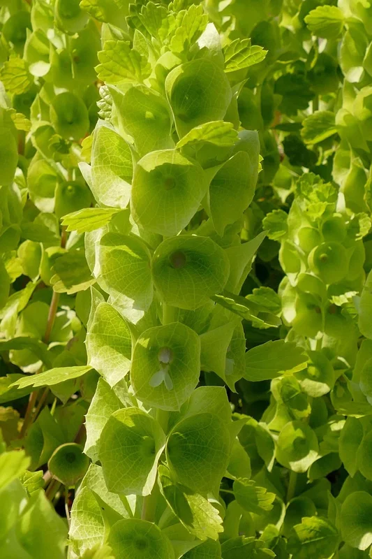 budgetseeds2935971