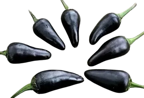 budgetseeds2936103
