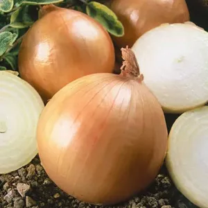 budgetseeds2936116