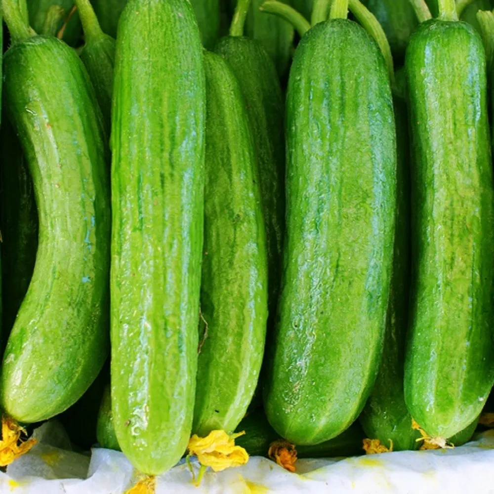 budgetseeds2936178